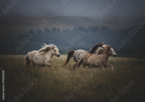 Fototapeta Naklejka Na Ścianę i Meble -  Wild Welsh Mountain Ponies - Brecon Beacon National Park, Wales