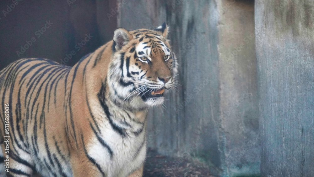 Siberian Tiger Amurtiger in Hanover Germany Siberian Tiger Amurtiger in Hanover Germany