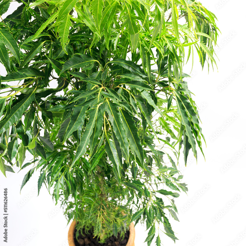 Obraz premium 観葉植物、ポリシャス・フルティコサの葉【白背景】