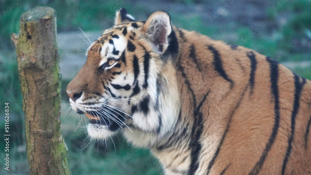 Naklejka premium Siberian Tiger Amurtiger in Hanover Germany