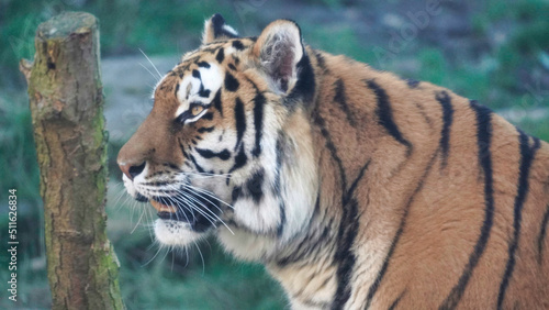 Siberian Tiger Amurtiger in Hanover Germany