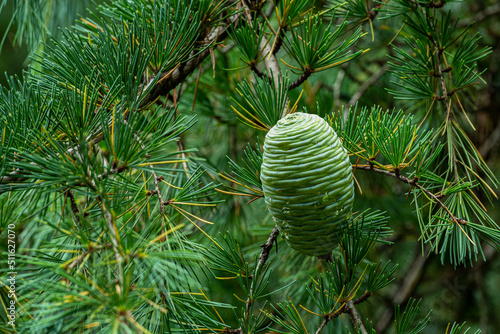 Young seeds of Himalayan cedar. photo