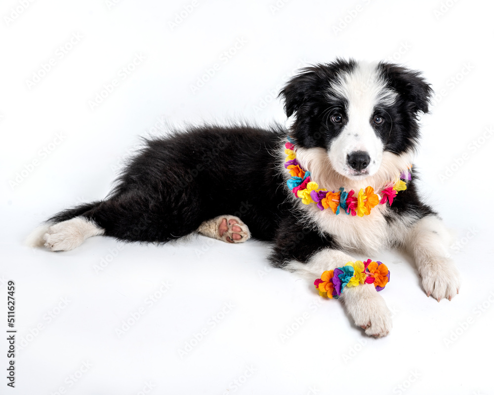 One border collie puppy dog with an hawaiian flower necklace posing  and looking at the camera in a studio in a white background