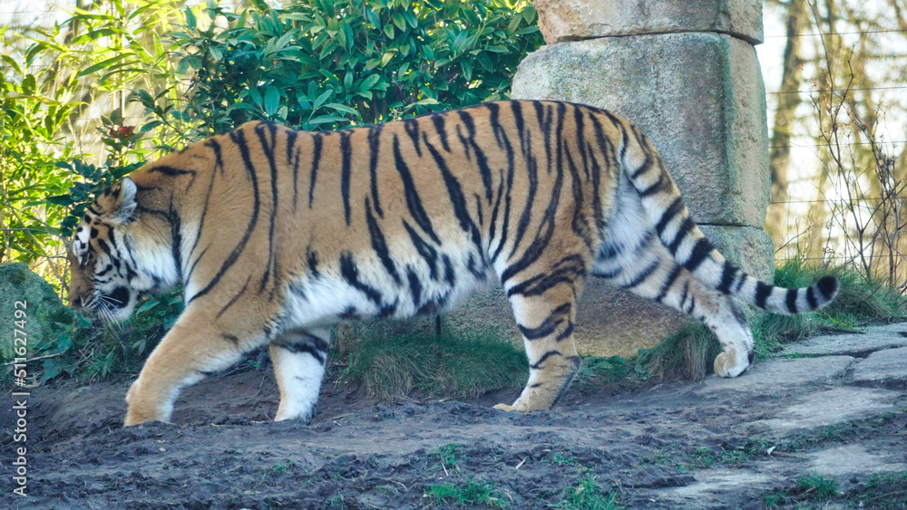 Siberian Tiger Amurtiger in Hanover Germany Siberian Tiger Amurtiger in Hanover Germany