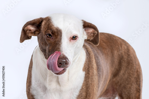 mixed breed dog licking up its face hungry in a studio by a white background