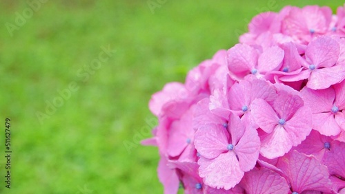 Symbol of rain: beautiful hydrangea flowers