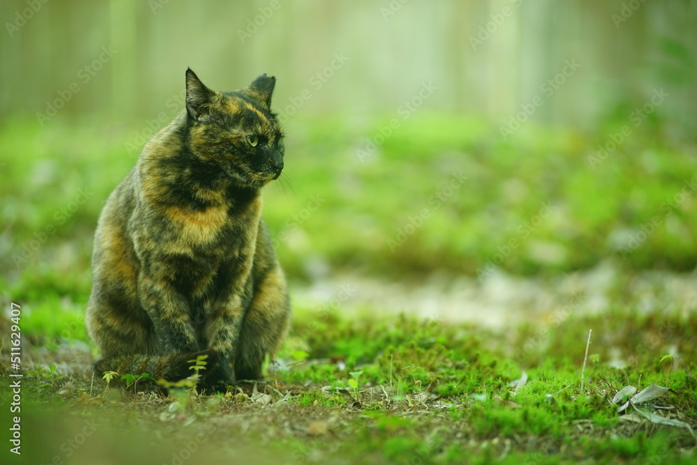 A tortoiseshell cat sitting in Japanese garden at fresh green season