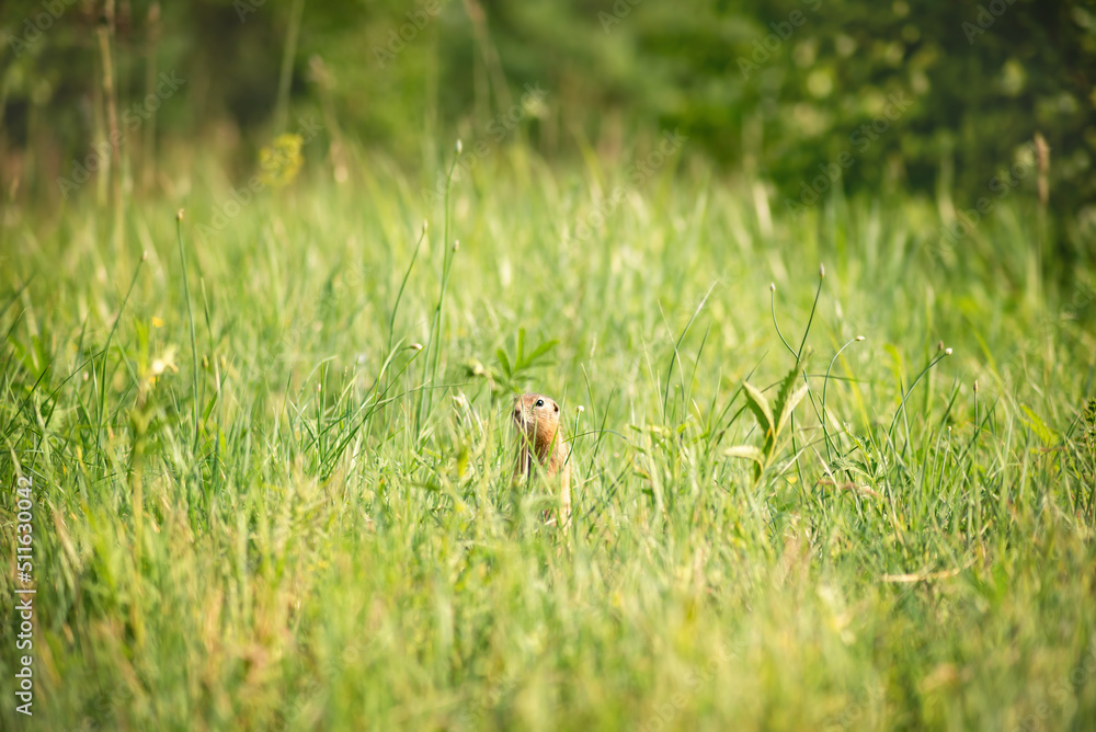 wild little cute gopher hid in the tall grass wild little cute gopher hid in the tall grass