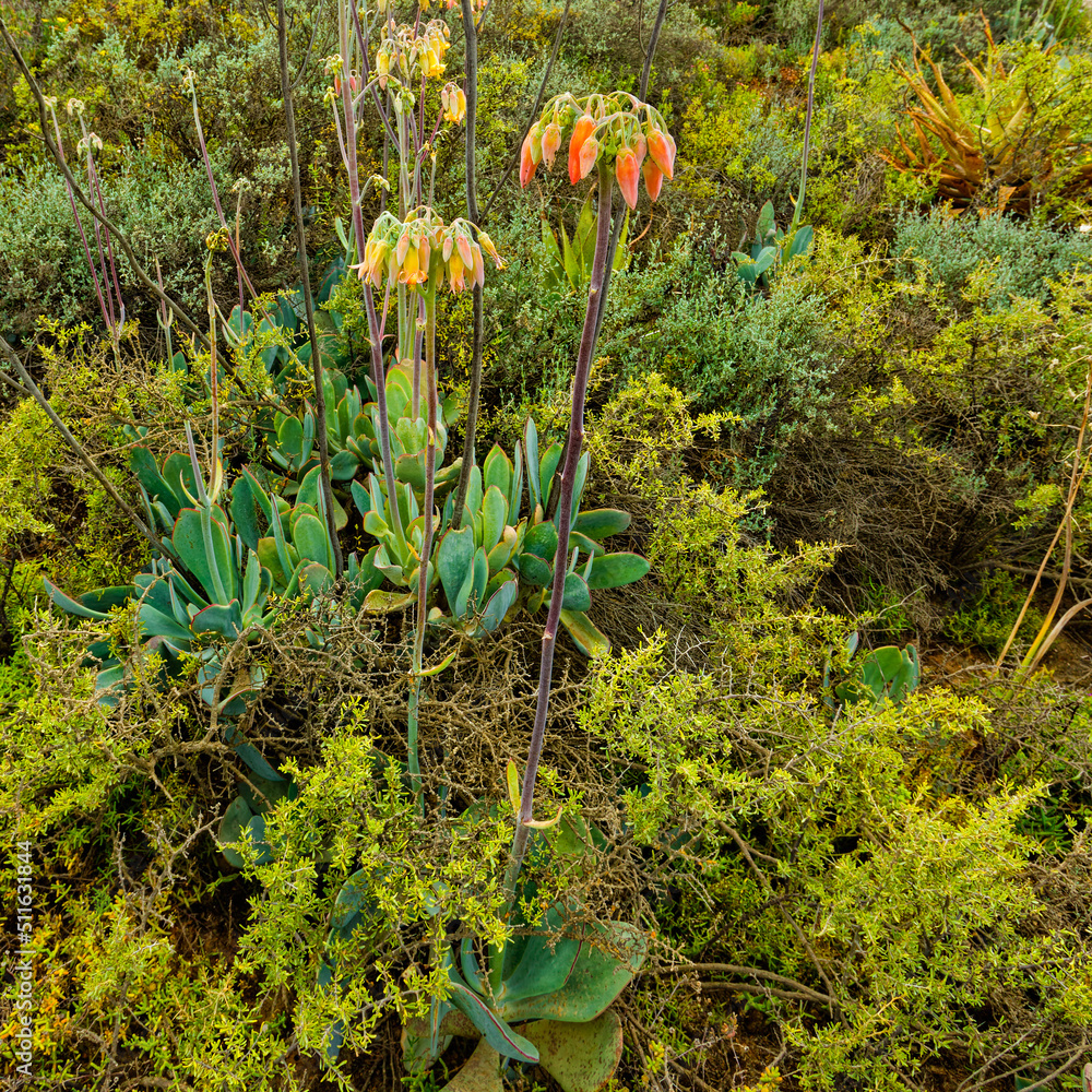 Red flowering Cotyledon succulent plant in Karoo - obrazy, fototapety, plakaty 