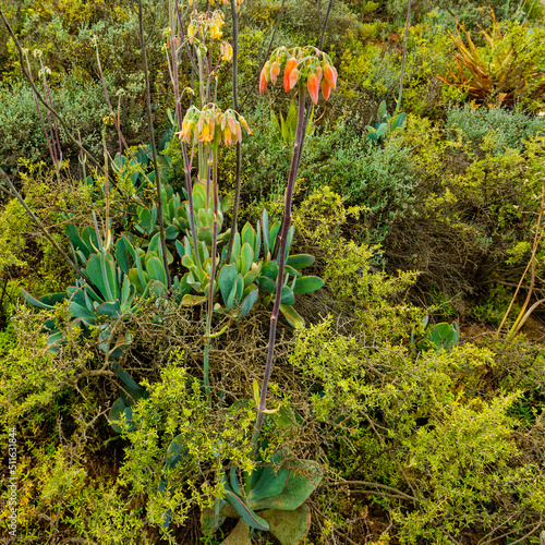 Red flowering Cotyledon succulent plant in Karoo