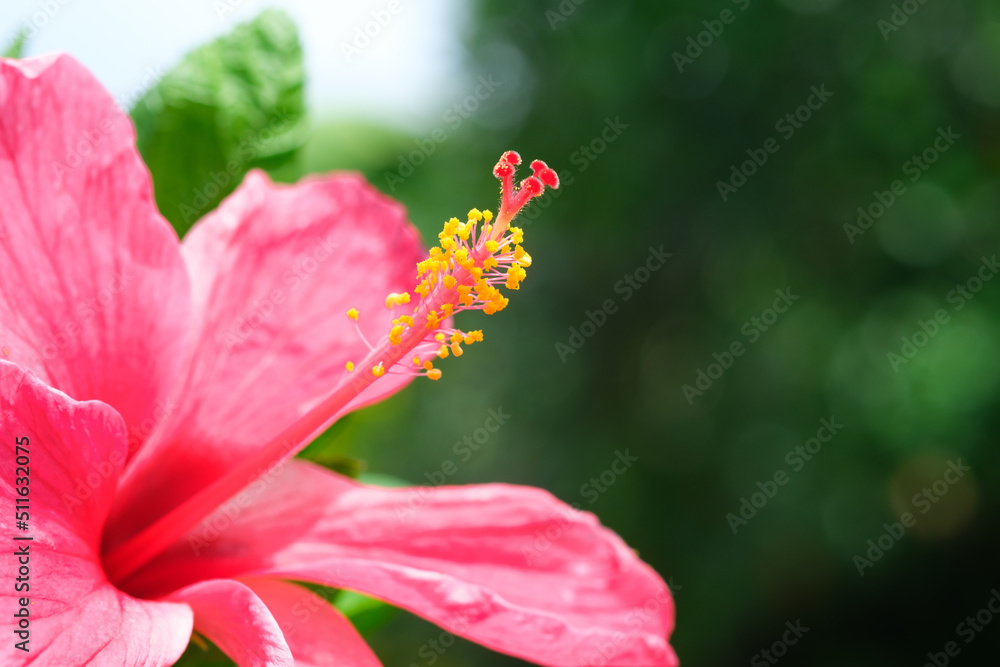Red hibiscus flower on a green background. In the tropical garden. Red hibiscus flower on a green background. In the tropical garden.