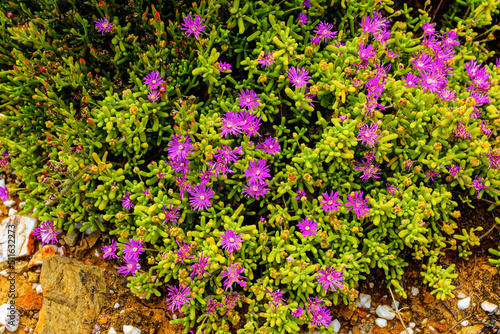 Lush purple vygie flowers after rain in Karoo photo