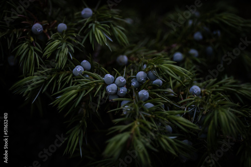 A lush green juniper sporting some enticing blue berries photo