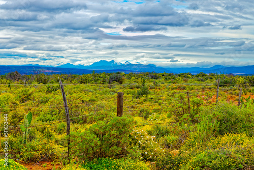 Lush landscape after heavy rain in Little Karoo