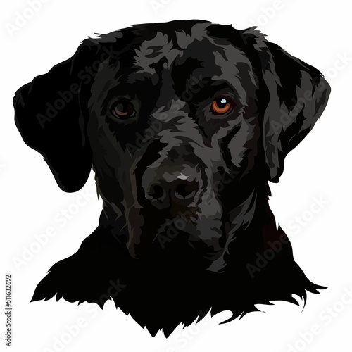 Black labrador vector illustration. Dog portrait