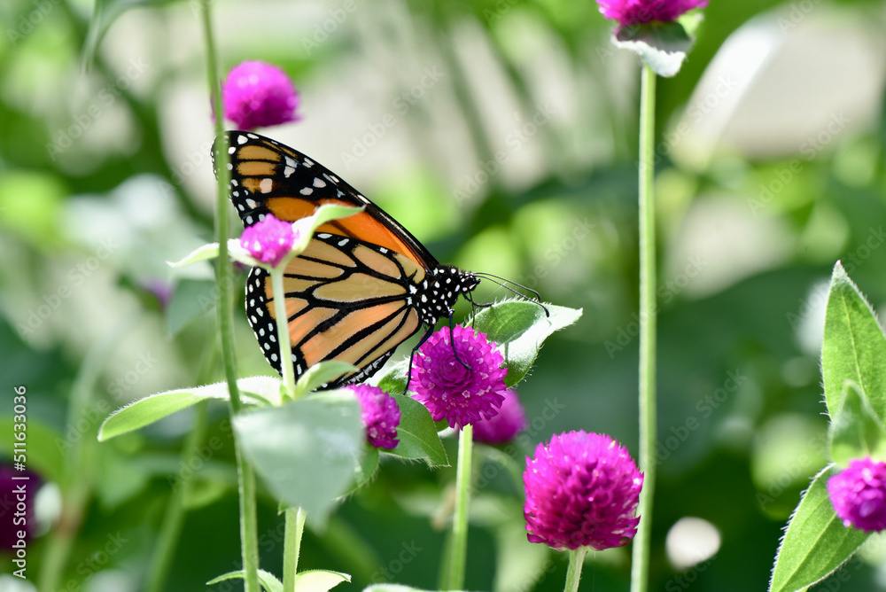 Monarch butterfly on a globe amaranth flower. Monarch butterfly on a globe amaranth flower.