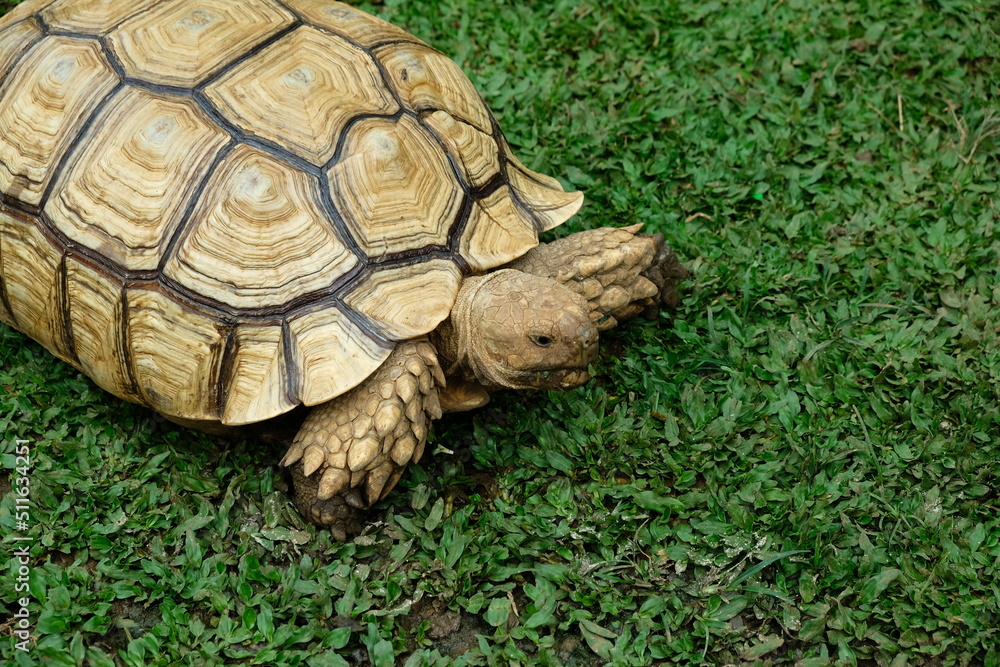 turtle on the grass turtle on the grass