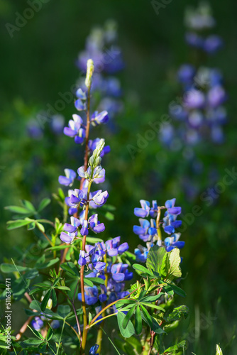 Nootka Lupine (Lupinus nootkatensis) plants are familiar spring wildflowers in Alaska.