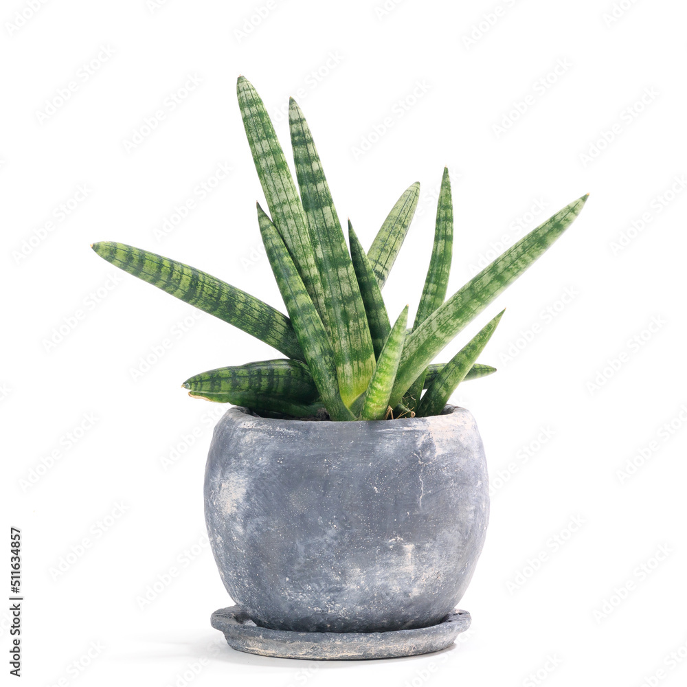 観葉植物、サンセベリア・ボンセレンシスの鉢植え【白背景】 観葉植物、サンセベリア・ボンセレンシスの鉢植え【白背景】