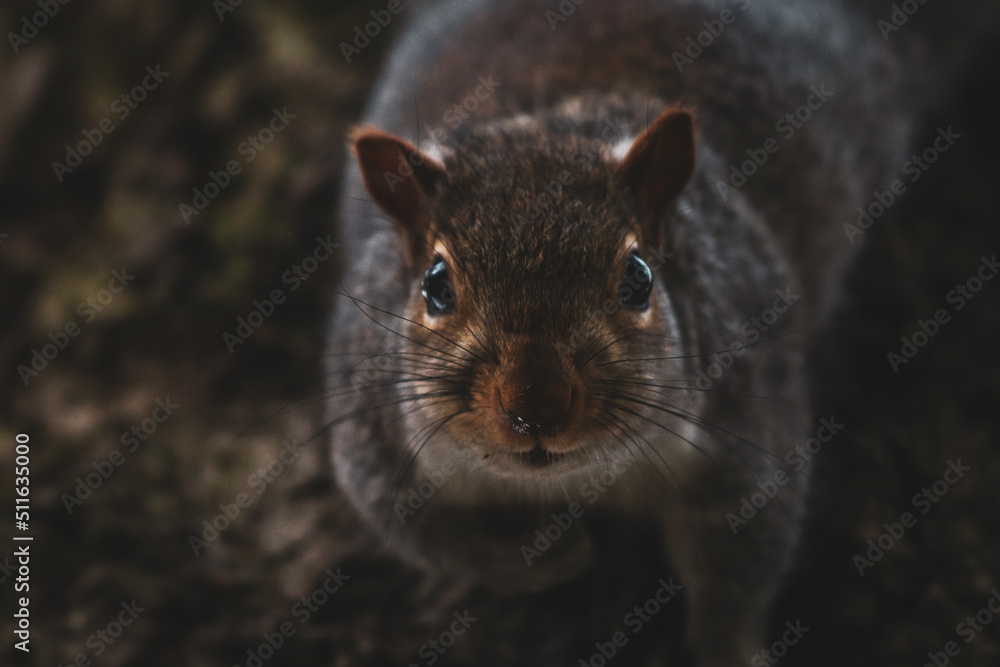 Grey squirrel in the park Grey squirrel in the park
