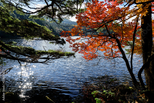 秋の太陽の照り返しが眩しい池に紅葉の赤が鮮やかに見えます
The red of the autumn leaves can be seen vividly in the pond where the reflection of the autumn sun is dazzling.
