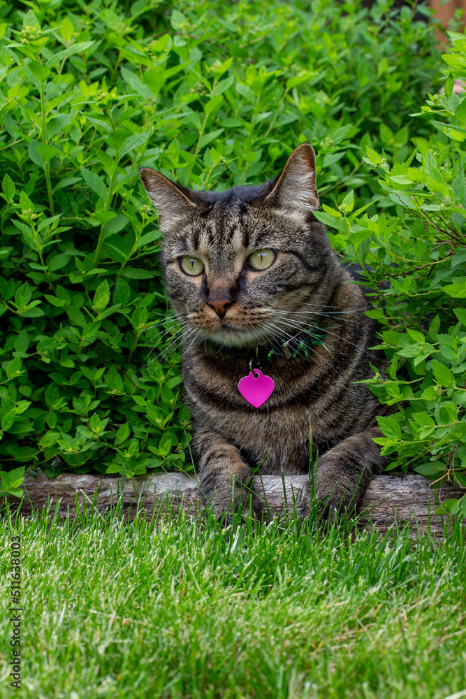 Close up view of a curious gray and black striped tabby cat peering out from behind a leafy green spiraea bush