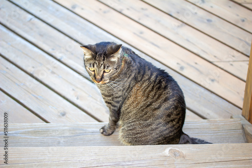 Close up view of a curious gray and black striped tabby cat sitting on a cedar wood deck, looking outward © Cynthia