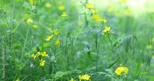 yellow celandine swaying in the wind photo