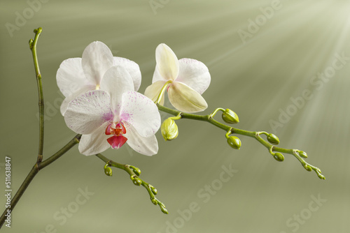Fototapeta Naklejka Na Ścianę i Meble -  Buds of white orchid flower on green background.