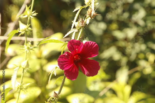 A red kenaf flower (Hibiscus cannabinus) growing in Babaka village, Hula, Papua New Guinea photo