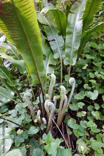 Asplenium scolopendrium, langue de cerf photo