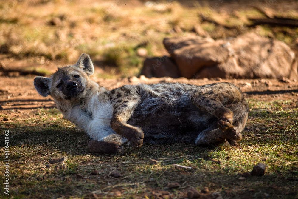 Hyena lying under the shade of a tree in the African savannah of South Africa, it is an animal that lives African wildlife in community and is a very dangerous predator and carnivore. Hyena lying under the shade of a tree in the African savannah of South Africa, it is an animal that lives African wildlife in community and is a very dangerous predator and carnivore.