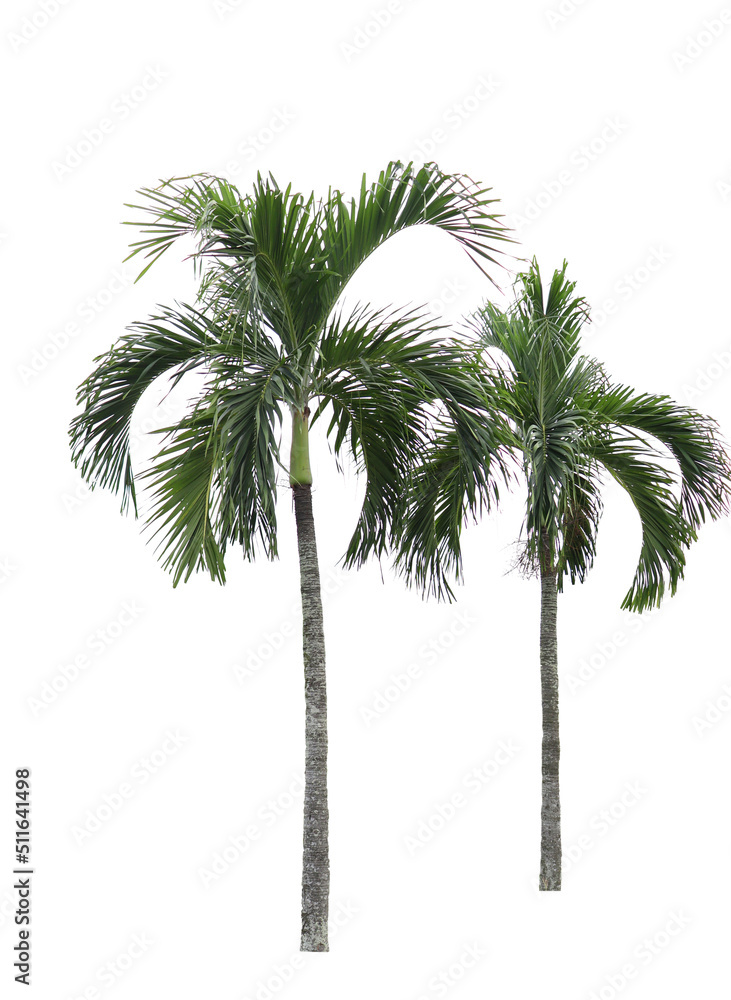 Fototapeta premium palm tree isolated on a white background