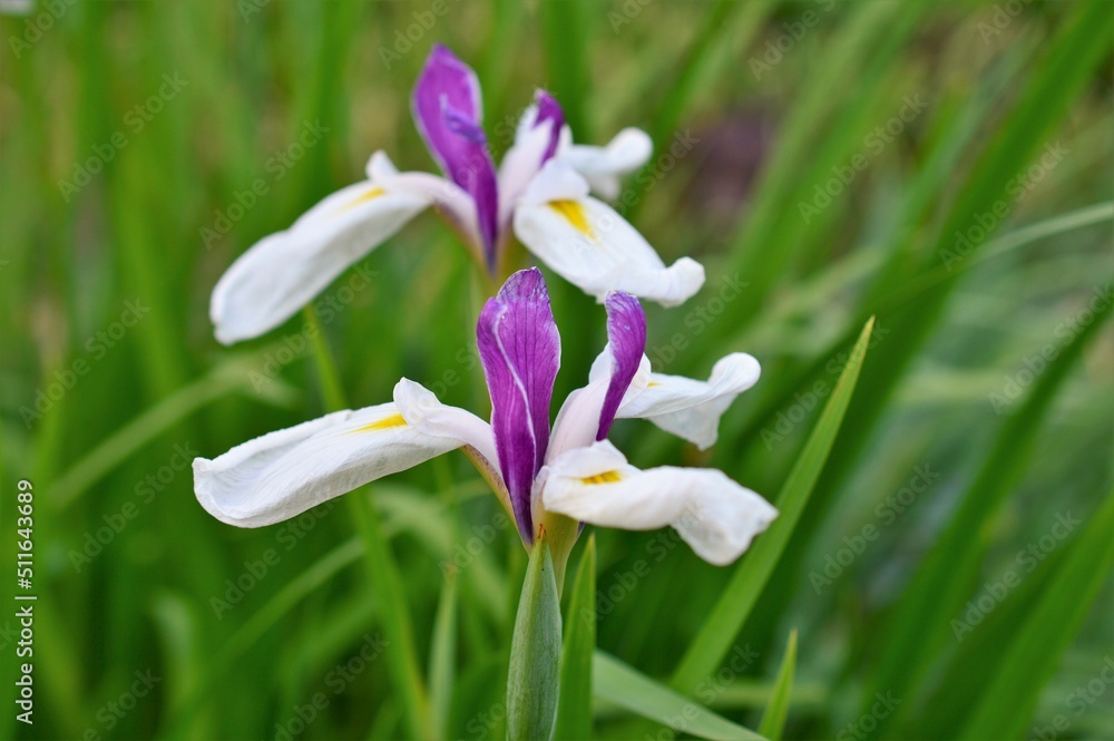 花菖蒲 (ハナショウブ) Iris ensata