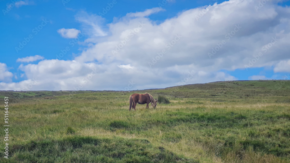 Fototapeta premium Wild Welsh Mountain Pony - Brecon Beacon National Park