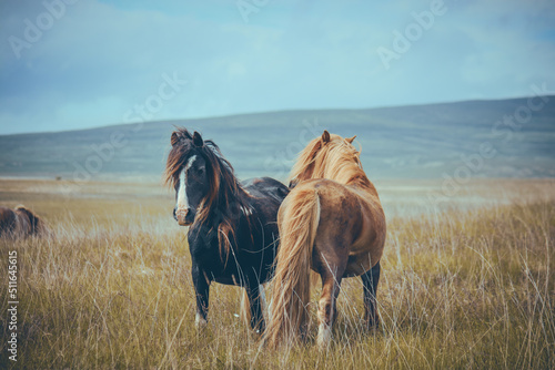 Wild Welsh Mountain Pony - Brecon Beacon National Park