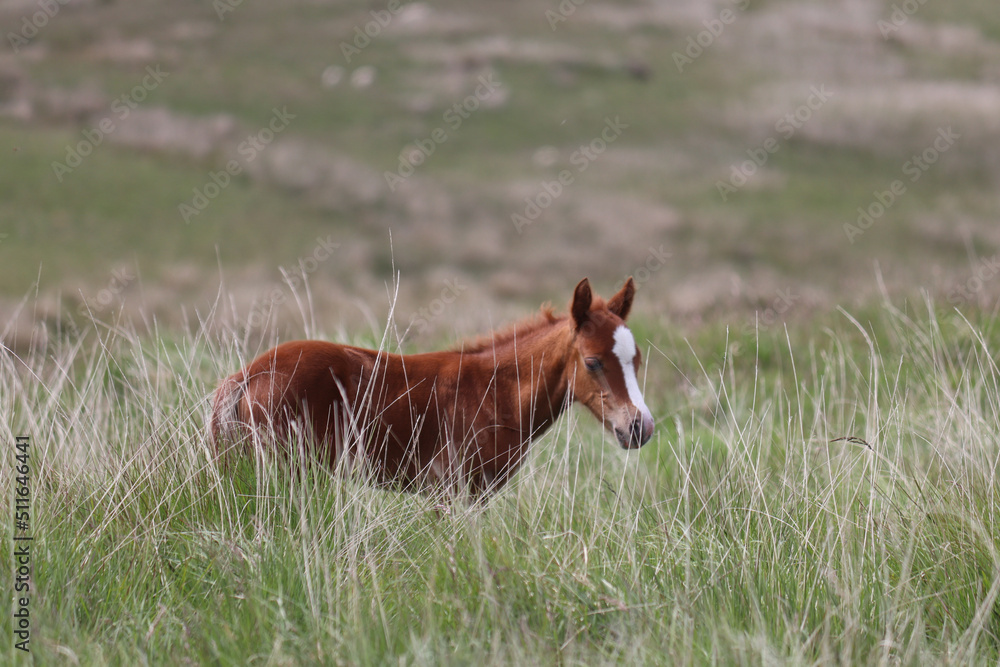 Wild Welsh Mountain Pony - Brecon Beacon National Park Wild Welsh Mountain Pony - Brecon Beacon National Park