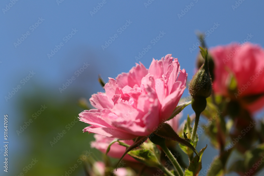 Pastel pink colored rose flowers named 