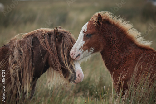 Print op canvas Wild Welsh Mountain Pony - Brecon Beacon National Park