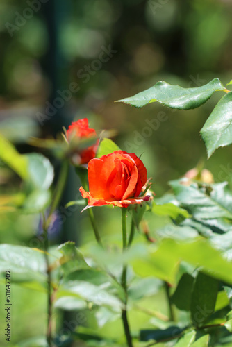 Single chic dark orange colored rose bud ready to bloom.