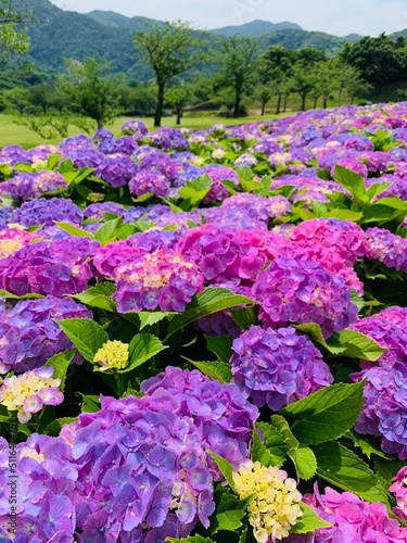 flowers in the garden