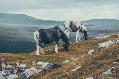 Photos Wild Welsh Mountain Pony - Brecon Beacon National Park
