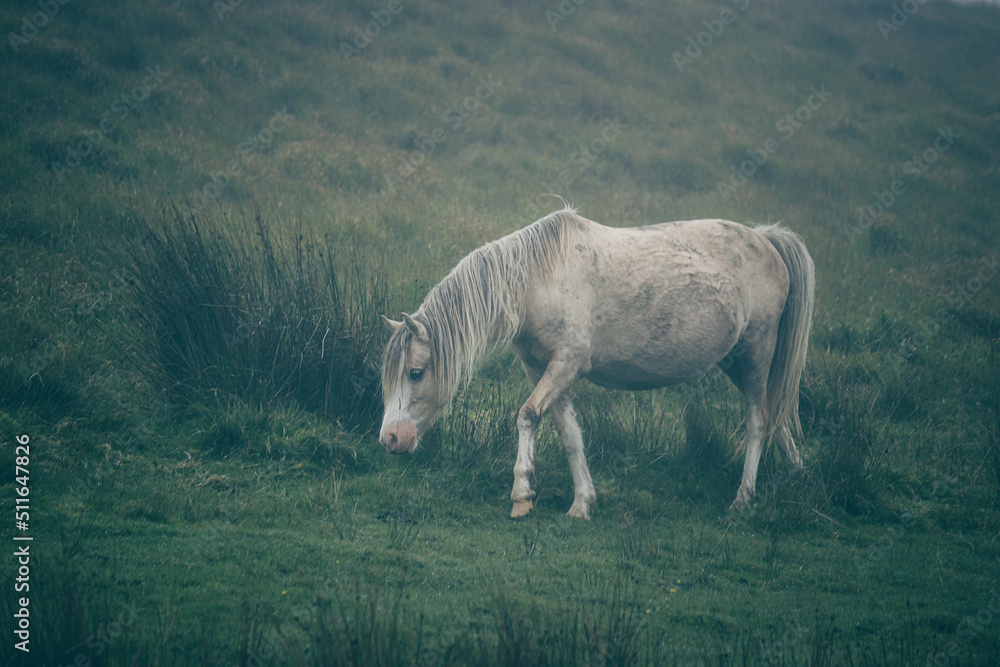 Fototapeta premium Wild Welsh Mountain Pony - Brecon Beacon National Park