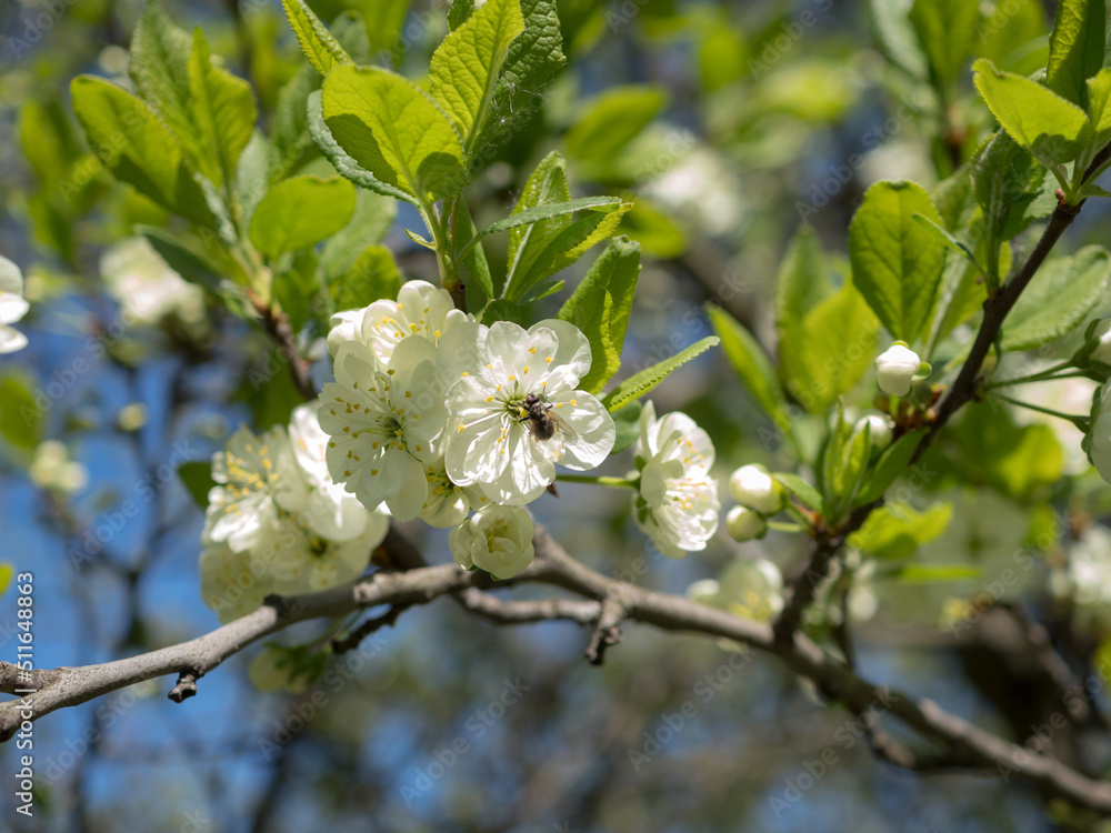 branches of a blossoming apple tree in spring branches of a blossoming apple tree in spring