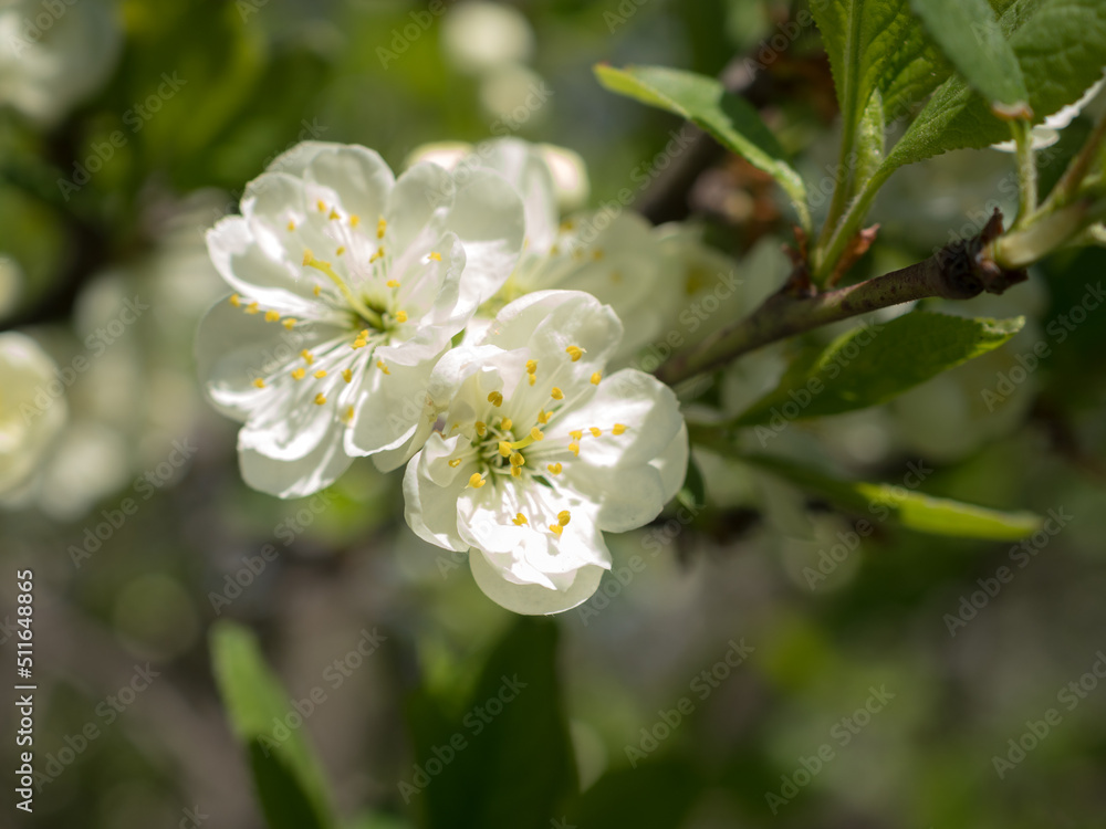 branches of a apple tree in spring closeup branches of a apple tree in spring closeup