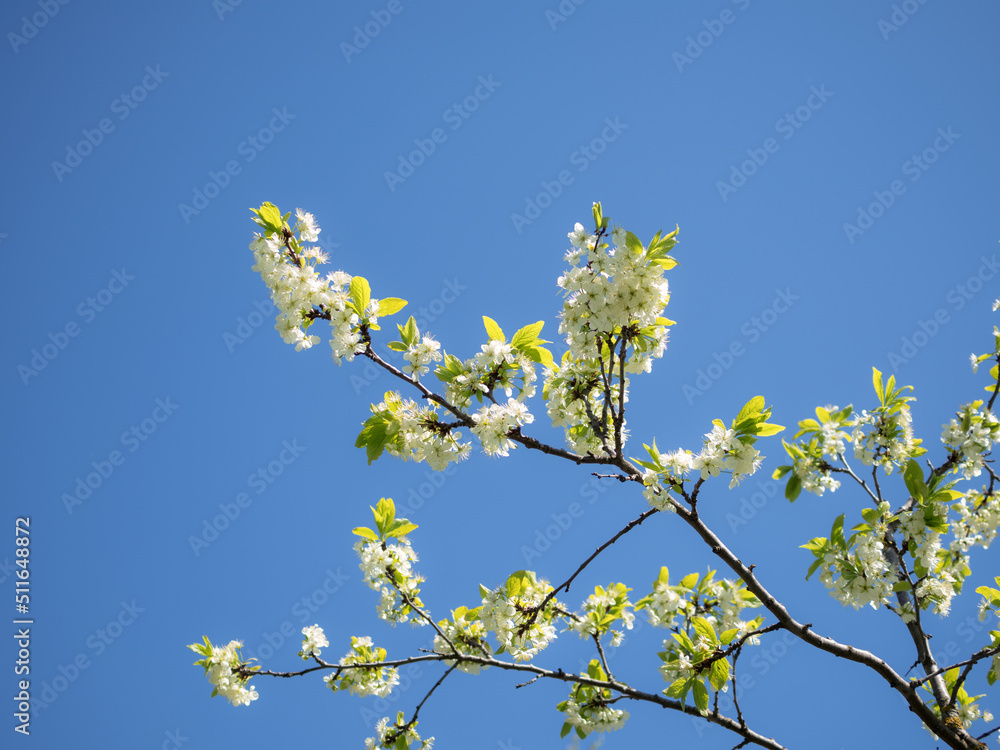 apple tree in spring apple tree in spring