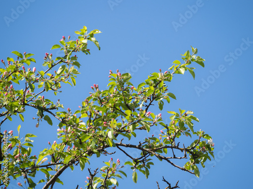 apple tree branches against sky