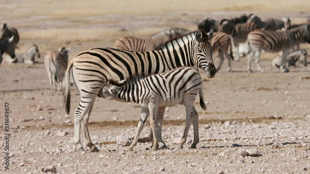A plains zebra (Equus burchelli) mare with foal, Etosha National Park, Namibia A plains zebra (Equus burchelli) mare with foal, Etosha National Park, Namibia