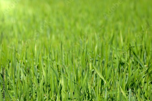 Close-up of a field full of fresh green grass.