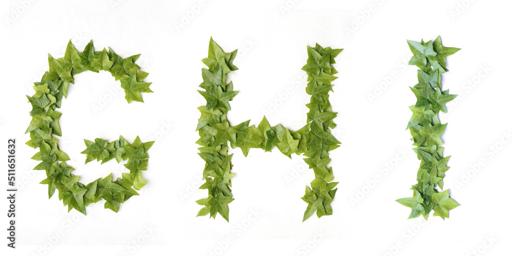 Letters G H and I from decorative ivy on a white background. Letters G H and I from ivy leaves. Leaves alphabet. Font from leaves isolated on white background Letters G H and I from decorative ivy on a white background. Letters G H and I from ivy leaves. Leaves alphabet. Font from leaves isolated on white background